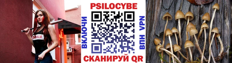 площадка клад  Ипатово  Галлюциногенные грибы Psilocybe 
